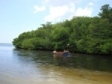 Mangrove Beach